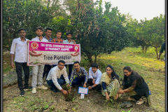 Tree-plantation